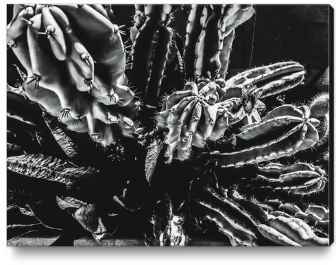 Closeup cactus texture background in black and white Canvas Print by Timmy333