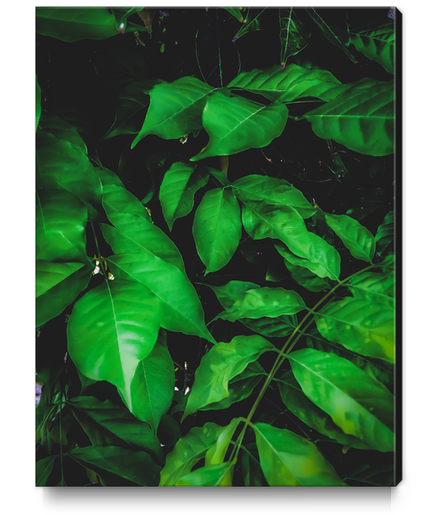 green leaves texture background Canvas Print by Timmy333