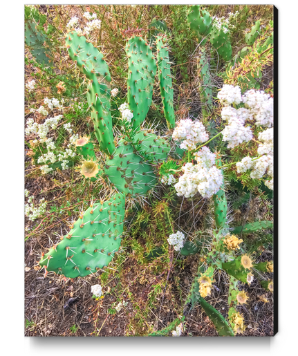 green cactus with blooming white flowers Canvas Print by Timmy333