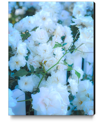 closeup white roses garden with green leaves Canvas Print by Timmy333