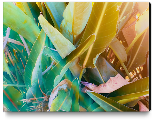 closeup green leaves bird of paradise texture background Canvas Print by Timmy333