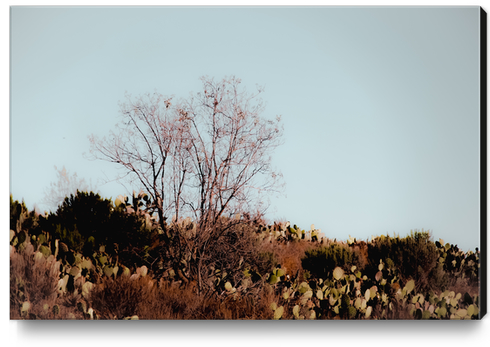 isolated tree and cactus garden with blue sky background Canvas Print by Timmy333