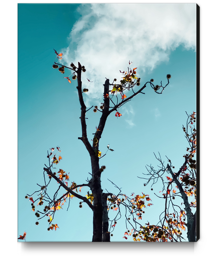 Tree branch and orange autumn leaves with blue sky background Canvas Print by Timmy333