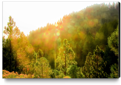 green pine tree background at Lake Tahoe, Nevada, USA Canvas Print by Timmy333