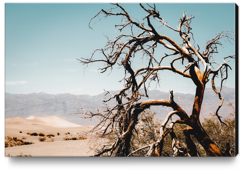 Tree branch in the sand desert and mountain view at Death Valley national park California USA Canvas Print by Timmy333