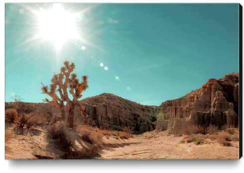 Desert and cactus with summer sunlight at Red Rock Canyon State Park California USA Canvas Print by Timmy333