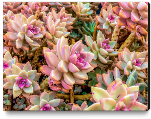 closeup pink and green succulent plant garden Canvas Print by Timmy333