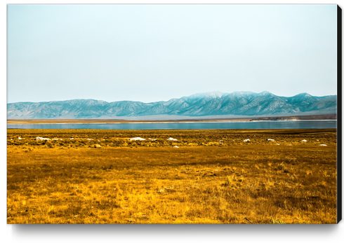 dry grass field and mountains background in California Canvas Print by Timmy333