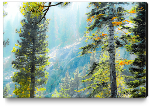 green pine tree with mountains background at Lake Tahoe, California, USA Canvas Print by Timmy333