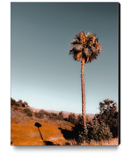 isolated palm tree with blue sky background Canvas Print by Timmy333