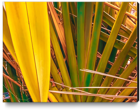 closeup yellow and green leaves texture background Canvas Print by Timmy333