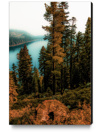 Pine tree with lake scenic at Emerald Bay Lake Tahoe California USA Canvas Print by Timmy333