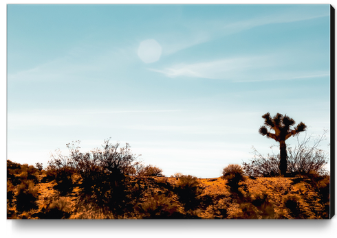 Cactus and desert view at Red Rock Canyon State Park California USA Canvas Print by Timmy333