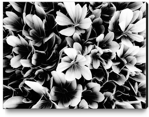 closeup succulent leaves texture in black and white Canvas Print by Timmy333