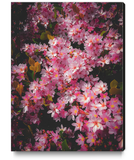 closeup blooming pink flowers abstract background Canvas Print by Timmy333