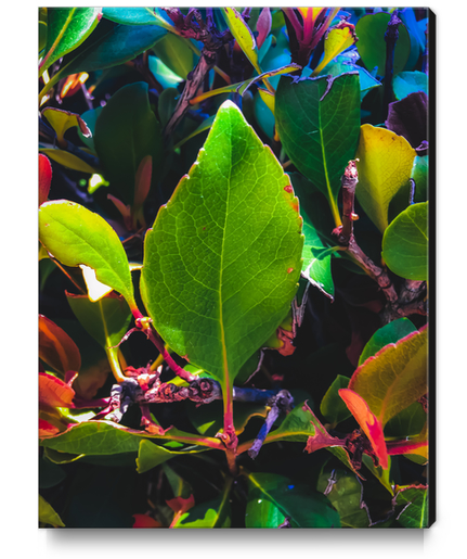 closeup green leaves with orange and green leaves background Canvas Print by Timmy333