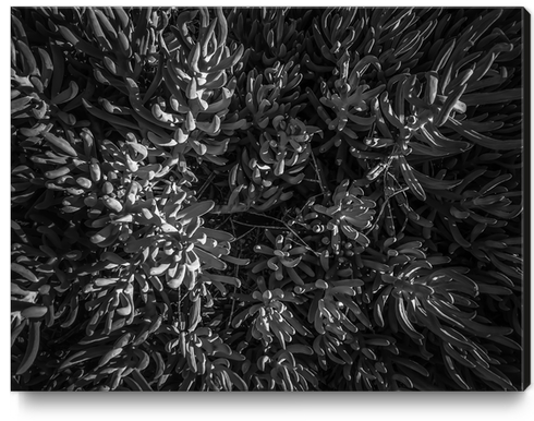 closeup succulent plant garden texture in black and white Canvas Print by Timmy333