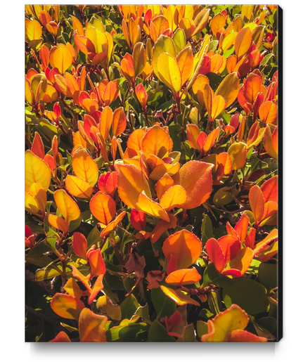 closeup orange leaves plant texture background Canvas Print by Timmy333