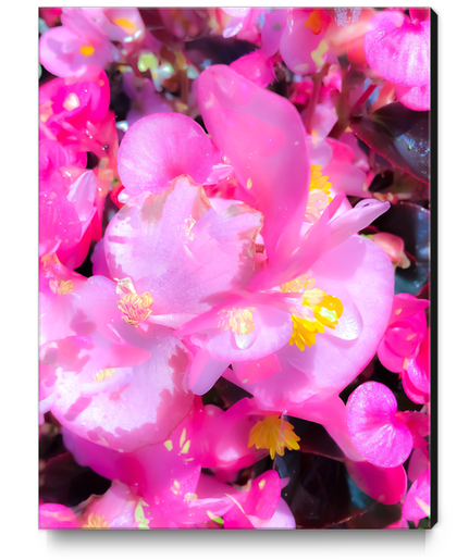 closeup blooming pink flowers with yellow pollen Canvas Print by Timmy333