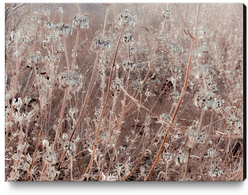 blooming dry flowers with brown dry grass background Canvas Print by Timmy333