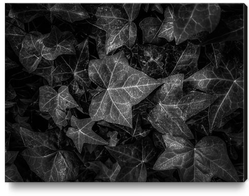 closeup ivy leaves texture background in black and white Canvas Print by Timmy333