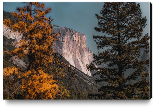 Autumn tree with mountain view at Yosemite national park California USA Canvas Print by Timmy333