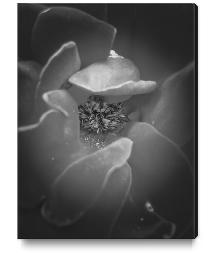 closeup rose texture in black and white Canvas Print by Timmy333