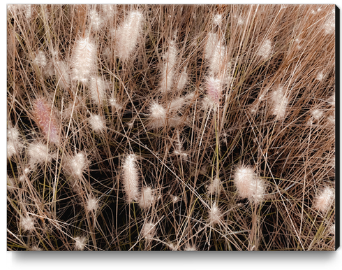 blooming grass flowers with brown dry grass background Canvas Print by Timmy333