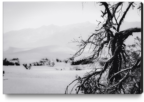 desert at Death Valley national park California in black and white Canvas Print by Timmy333