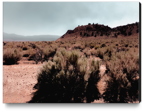 Desert scenic with foggy blue sky in California USA Canvas Print by Timmy333