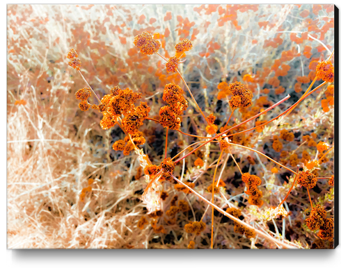 dry brown wildflowers with dry grass background Canvas Print by Timmy333