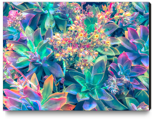 closeup succulent plant garden with blooming flowers Canvas Print by Timmy333