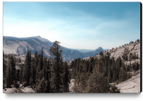 green pine tree and mountain view at Yosemite national park California USA Canvas Print by Timmy333