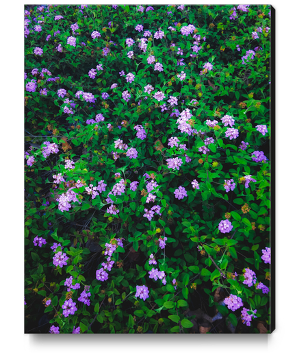 blooming purple flowers with green leaves Canvas Print by Timmy333