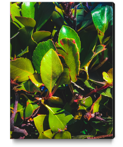 closeup green leaves garden texture background Canvas Print by Timmy333