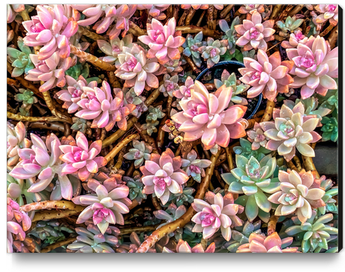 green and pink succulent plant garden texture Canvas Print by Timmy333