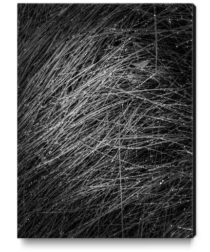 grass texture in black and white Canvas Print by Timmy333