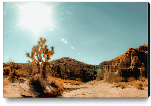 Cactus in the desert with summer light at Red Rock Canyon State Park, California, USA Canvas Print by Timmy333