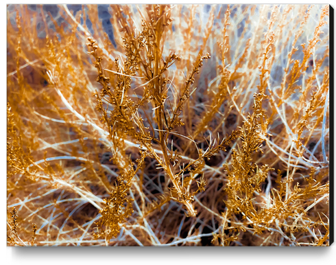 closeup dry brown grass texture abstract background Canvas Print by Timmy333