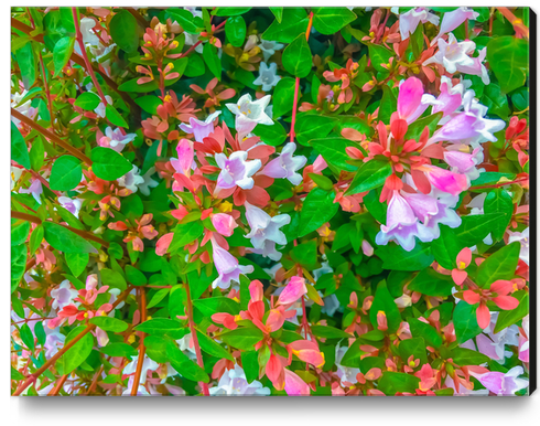 closeup blooming pink flowers with green leaves Canvas Print by Timmy333