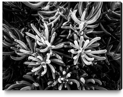 closeup succulent plant garden in black and white Canvas Print by Timmy333