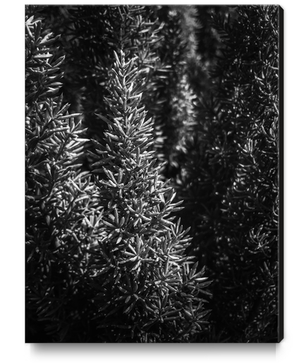 closeup spiky succulent plant in black and white Canvas Print by Timmy333