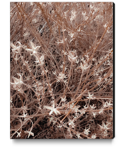 blooming dry plant with brown dry grass field background Canvas Print by Timmy333