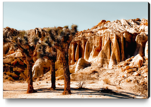 Desert and cactus at Red Rock Canyon State Park California USA Canvas Print by Timmy333