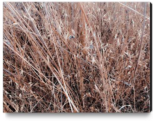 dry brown grass field texture abstract background Canvas Print by Timmy333