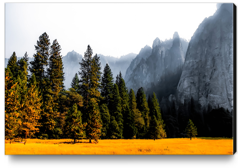 pine tree with mountains background at Yosemite national park, California, USA Canvas Print by Timmy333