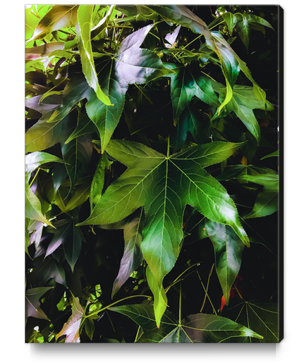 closeup tree with green leaves texture background Canvas Print by Timmy333