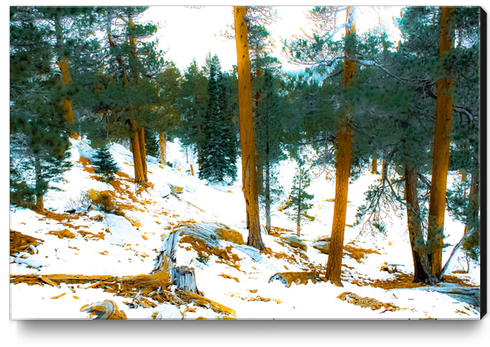 green pine tree in winter with snow at Palm Springs Aerial Tramway, California, USA Canvas Print by Timmy333