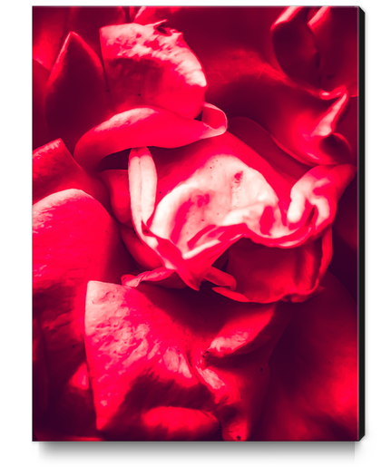 red rose background Canvas Print by Timmy333