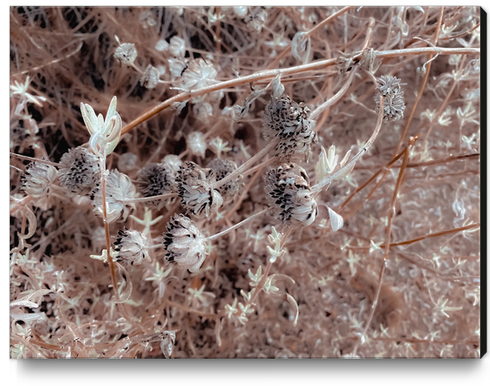 blooming dry flowers with brown dry grass background Canvas Print by Timmy333